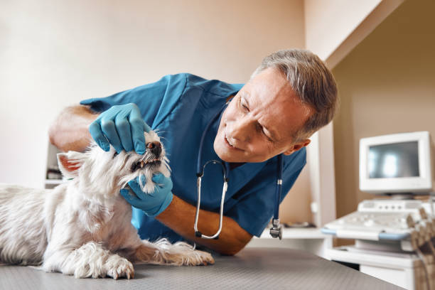 Best Cosmetic Emergency Dentistry in Dorneyville, PA